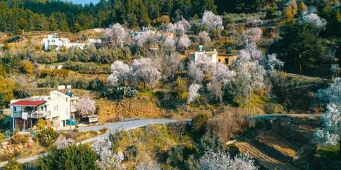 1 Ay Helvelce Çaçek Açti! Üreticisi Kara Kara Dühor …