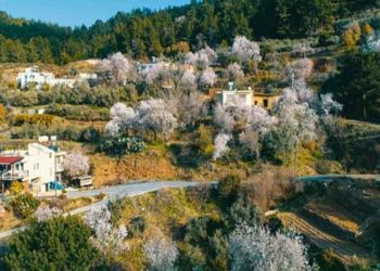 1 Ay Helvelce Çaçek Açti! Üreticisi Kara Kara Dühor …