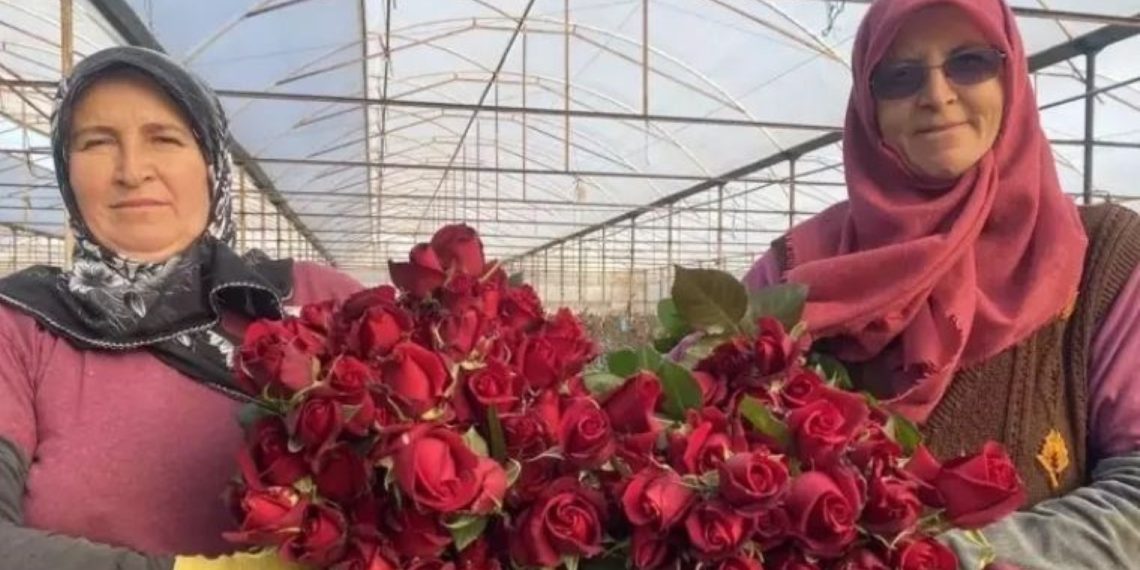 Antalya’da Sevgililer Günü’ne Özel Hasat: Demeti 800 TL