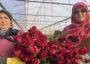 Antalya’da Sevgililer Günü’ne Özel Hasat: Demeti 800 TL