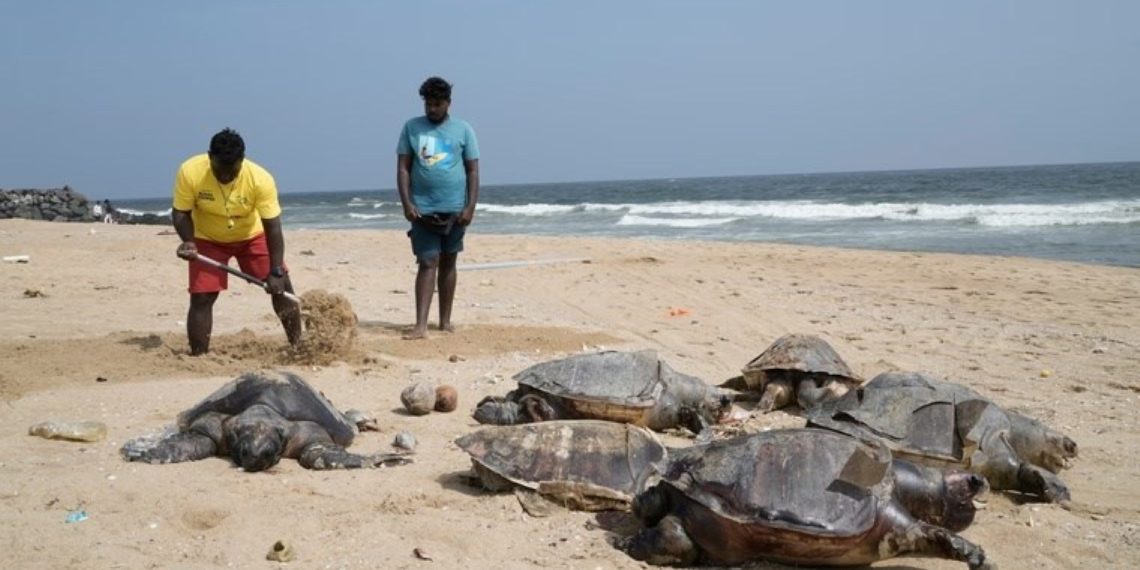 BINDEN FAZLA MEYYIT DENIZ Kaplumbacay Kiyaya Vurdu
