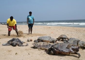 BINDEN FAZLA MEYYIT DENIZ Kaplumbacay Kiyaya Vurdu