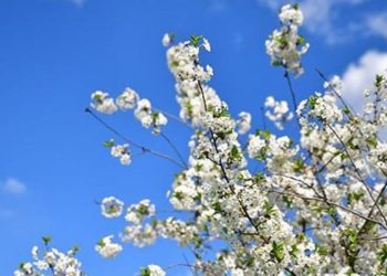 Cemre ne Vakit Düzer? Birinci Cemre Düişme Tarihi Ne?