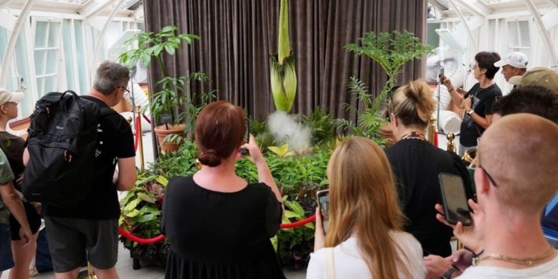 Ceset çaçaği, 15 yil ortanan sonra Birinci Kere çaçek açti