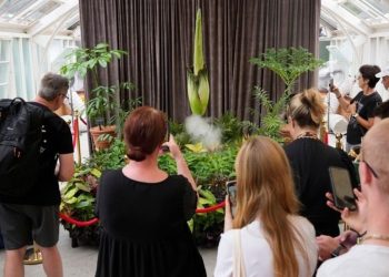 Ceset çaçaği, 15 yil ortanan sonra Birinci Kere çaçek açti