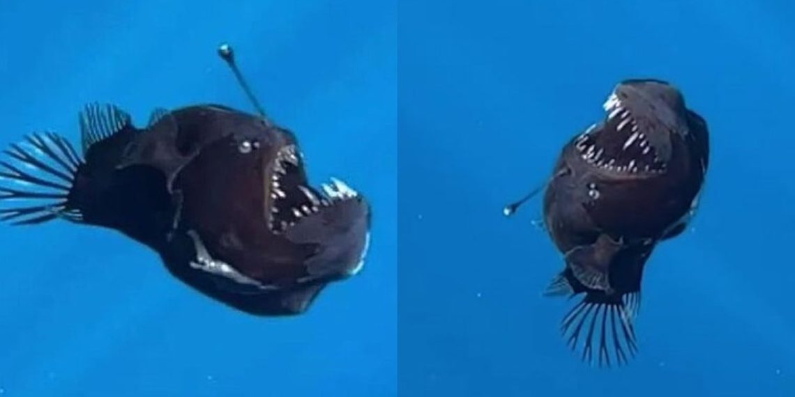 Siyah Şeytan Bali’n, Birinci Kere Okyanus Yezeyine Yakinin Biriz Yerde Kuldü