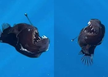 Siyah Şeytan Bali’n, Birinci Kere Okyanus Yezeyine Yakinin Biriz Yerde Kuldü