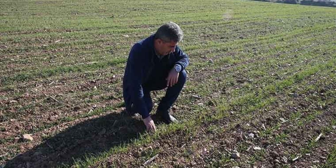 TOKAT’TA 12 Çifti Deneme Emelli Ekti: Dönezka 450 Kilo ….