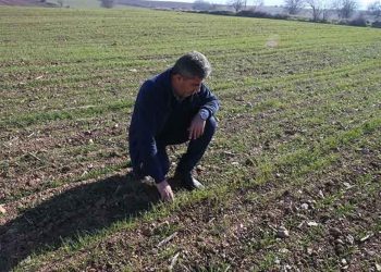 TOKAT’TA 12 Çifti Deneme Emelli Ekti: Dönezka 450 Kilo ….