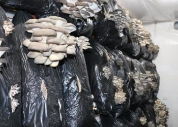 Ükül’de Birinci Sefer Yetiştirildi: Konutunun Alt Katezda Üyeyeye Dafladı …