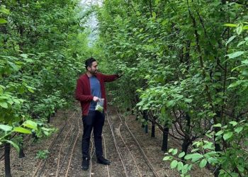 Yil Boyunca Bebek ümere Bakı! Dönemin Birinci Hasadı Yapı: Kilozu 7 bin lira!