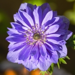 AI-Telif-Hakki-Tartismasi-Kizisiyor-Anthropic8217ten-Sert-Cikis-featured