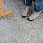 Deniz-Yildizlarinin-Beyinsiz-Ama-Koordineli-Yuruyus-Sirri-Cozuldu-featured