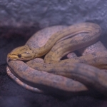 Dunyanin-En-Buyuk-Yilanlari-Dev-Surungenlerin-Sasirtici-Boyutlari-featured