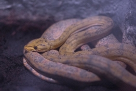 Dunyanin-En-Buyuk-Yilanlari-Dev-Surungenlerin-Sasirtici-Boyutlari-featured