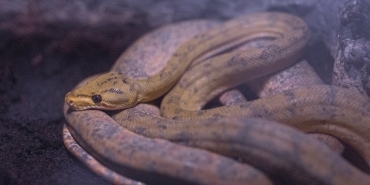 Dunyanin-En-Buyuk-Yilanlari-Dev-Surungenlerin-Sasirtici-Boyutlari-featured