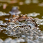 Hamburg8217da-Patlayan-Kurbagalarin-Akil-Almaz-Gizemi-Cozuldu-featured