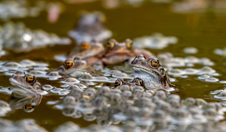 Hamburg8217da-Patlayan-Kurbagalarin-Akil-Almaz-Gizemi-Cozuldu-featured