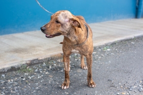 Kartellerin-Hedefindeki-Kahraman-K9-Conan8217in-Hikayesi-featured