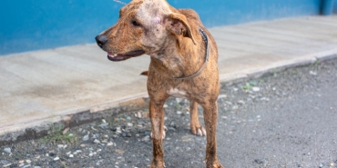 Kartellerin-Hedefindeki-Kahraman-K9-Conan8217in-Hikayesi-featured