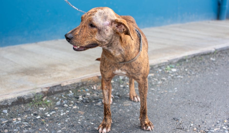 Kartellerin-Hedefindeki-Kahraman-K9-Conan8217in-Hikayesi-featured