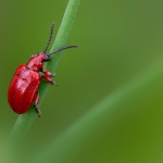 OpenClaw8217da-Yuzlerce-Zararli-AI-Eklentisi-Tespit-Edildi-featured