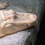 Timsahlarin-Agac-Tirmanma-Yetenegi-Bilimsel-Olarak-Dogrulandi-featured