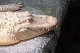 Timsahlarin-Agac-Tirmanma-Yetenegi-Bilimsel-Olarak-Dogrulandi-featured