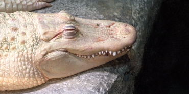 Timsahlarin-Agac-Tirmanma-Yetenegi-Bilimsel-Olarak-Dogrulandi-featured