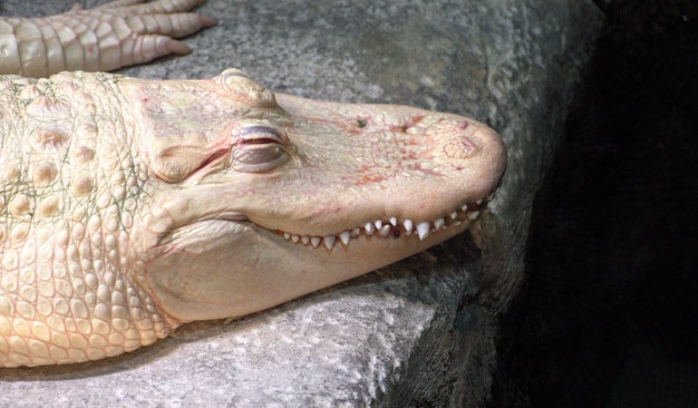 Timsahlarin-Agac-Tirmanma-Yetenegi-Bilimsel-Olarak-Dogrulandi-featured