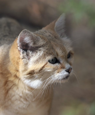 Kum-Kedileri-Colun-Gizemli-Havlayan-Avcilari-featured