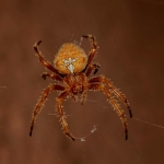 Orumceklerden-Neden-Korkariz-Bilim-Yanitladi-featured