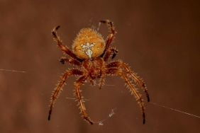 Orumceklerden-Neden-Korkariz-Bilim-Yanitladi-featured