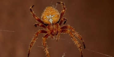 Orumceklerden-Neden-Korkariz-Bilim-Yanitladi-featured