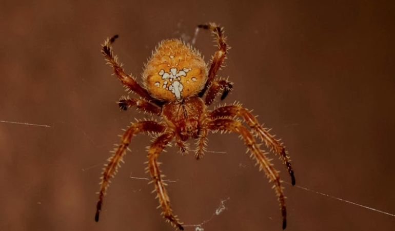 Orumceklerden-Neden-Korkariz-Bilim-Yanitladi-featured