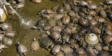 192-Yillik-Kaplumbaga-Jonathan-Adina-Dolandiricilik-Skandali-featured