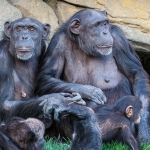Kibale-Parki8217nda-Sempanze-Ic-Savasi-Ngogo-Toplulugu-Kanli-Catismalarla-Ikiye-Bolundu-featured