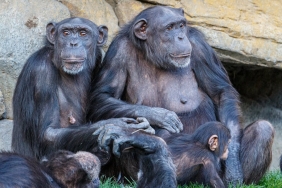 Kibale-Parki8217nda-Sempanze-Ic-Savasi-Ngogo-Toplulugu-Kanli-Catismalarla-Ikiye-Bolundu-featured