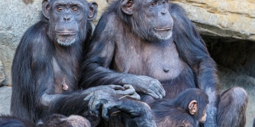 Kibale-Parki8217nda-Sempanze-Ic-Savasi-Ngogo-Toplulugu-Kanli-Catismalarla-Ikiye-Bolundu-featured