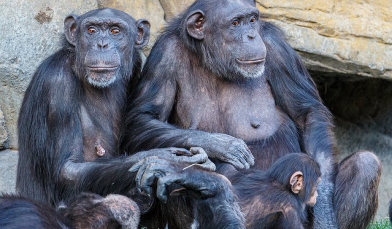 Kibale-Parki8217nda-Sempanze-Ic-Savasi-Ngogo-Toplulugu-Kanli-Catismalarla-Ikiye-Bolundu-featured