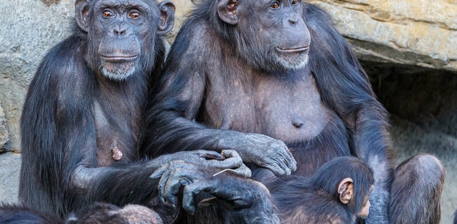 Şempanze İç Savaşı: Ngogo Topluluğu Kanlı Çatışmalarla İkiye Bölündü