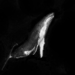 Peru8217da-Kesfedilen-19-Metrelik-Dev-Antik-Balina-Turu-featured