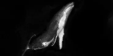 Peru8217da-Kesfedilen-19-Metrelik-Dev-Antik-Balina-Turu-featured