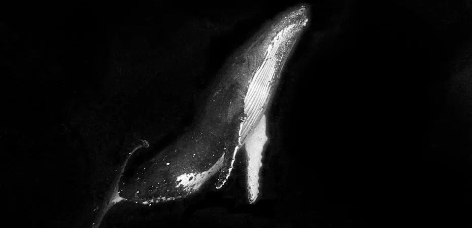 Peru8217da-Kesfedilen-19-Metrelik-Dev-Antik-Balina-Turu-featured